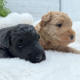 Girl 1 - Black female Lakeland Terrier puppy in Marshallville, Ohio from Anne's Pups