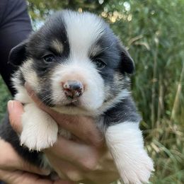 Bernedoodles and Pembroke Welsh Corgis from Standing Oaks Kennel