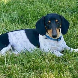 Walter - Dachshund