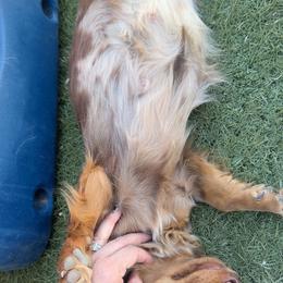 Dachshund Puppies from Bootheel Doxies