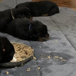 Rottweiler Puppies from Rottweiler Land