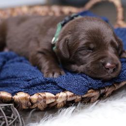 Labrador Retriever Puppies from AGL Retrievers