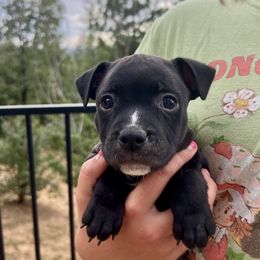 Staffordshire Bull Terrier Puppies from PureGrit Staffords