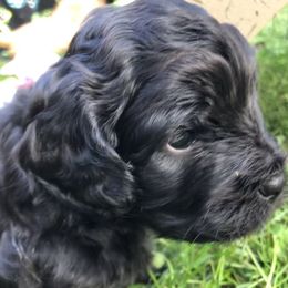 Cavachon, Cavalier King Charles Spaniel, and Cavapoo Puppies from Comfort Cavs