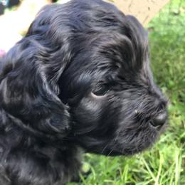 Cavachon, Cavalier King Charles Spaniel, and Cavapoo Puppies from Comfort Cavs