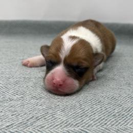 Lottie - Red female Pembroke Welsh Corgi puppy in Waco, Texas from The Comma Corgis