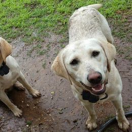 Labrador Retriever All Grown Up from Cream In My Coffee Labradors