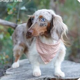 Taffy - Dachshund