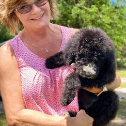 American Bully, Bernedoodle, Poodle, Sheepadoodle, and Whoodle Puppies from Wonderland’s Boujie Kennels