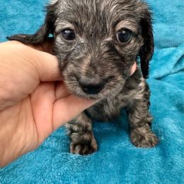 Watermelon - Brindle female Dachshund puppy in Memphis, Tennessee from River City Doxies