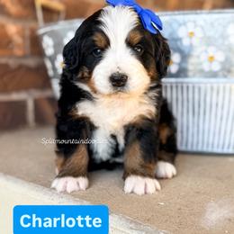 Charlotte - Tri-color female Bernedoodle puppy in West Haven, Utah from Split Mountain Doodles