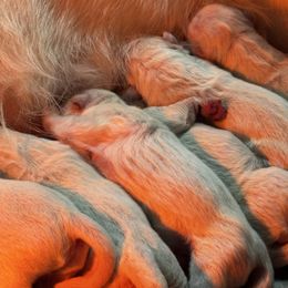 Boy - Light golden male Golden Retriever puppy in Amherst, Virginia from Knight's Golden Acres