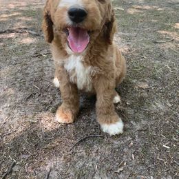 Labradoodle Puppies from Harmony Doodles