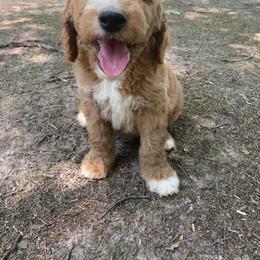 Labradoodle Puppies from Harmony Doodles