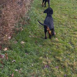 Rottweiler Puppies from Gregory Mulkeys Rottweilers