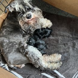 Miniature Schnauzer puppies from Warchex