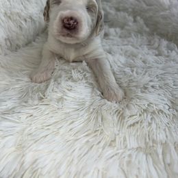 Aussiedoodle, Goldendoodle, and Poodle Puppies from Designer Doodles