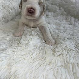 Aussiedoodle, Goldendoodle, and Poodle Puppies from Designer Doodles