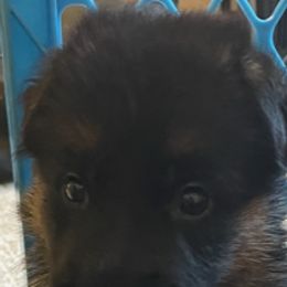 German Shepherd Puppies from Hidden Brook GSD