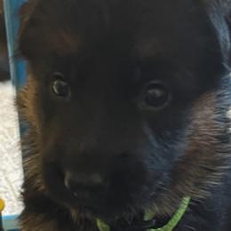 German Shepherd Puppies from Hidden Brook GSD