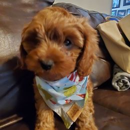 Cavapoo Puppies from Gold Country Doodles
