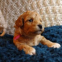 Havanese, Havapoo, and Poodle Puppies from Faithful Hearts Kennel