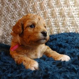 Havanese, Havapoo, and Poodle Puppies from Faithful Hearts Kennel