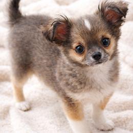 Bear Bear 3800 - Sable spotted white male Chihuahua puppy in Tulsa, Oklahoma from Hart's Chihuahuas