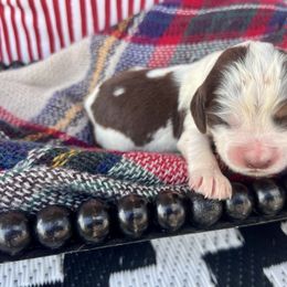 Blueberry - Liver white and tan male English Springer Spaniel puppy in Swainsboro, Georgia from Sweet Georgia Springers