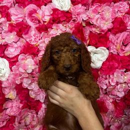 Purple collar - Red  female Goldendoodle puppy in Bakersfield, California from Cisneros Goldendoodles