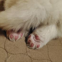 Samoyed Puppies from Limelight Samoyeds