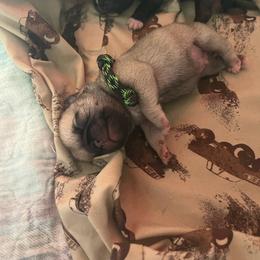Green n black - Fawn male Pug puppy in Tacoma, Washington from Glamour pugs