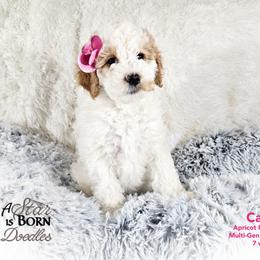 Bernedoodle Puppies from A Star is Born Doodles