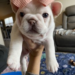 French Bulldog Puppies from Baby Bear Frenchies