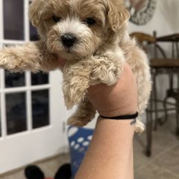 Goldendoodle, Maltipoo, and Yorkipoo Puppies from Doodle Pups Fur-Ever