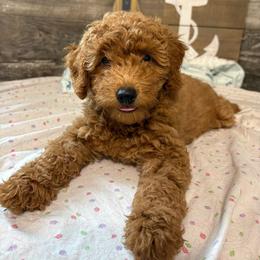 Tucker - Red  male Poodle puppy in Osseo, Michigan from Paws in the Country
