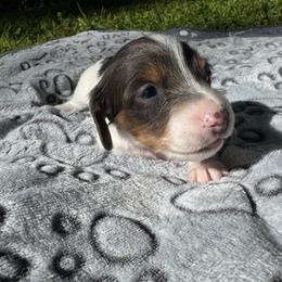Girl 2 - Piebald female Dachshund puppy in Stockton, California from Royalty Weenies