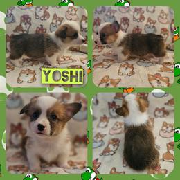 Yoshi - Red male Pembroke Welsh Corgi puppy in Rensselaer, Indiana from STR Corgis