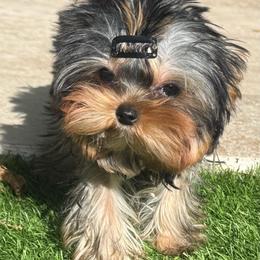 Adano - Black and tan male Yorkshire Terrier puppy in Coral Springs, Florida from Jennipher's Yorkshire Terriers