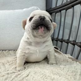 Pibble - Cream male French Bulldog puppy in Seneca, South Carolina from Keowee Kennels