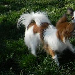 Papillon All Grown Up from Disyre Papillons