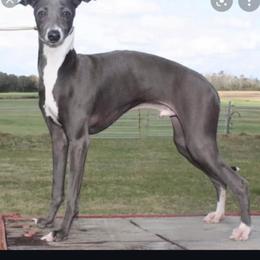 Cross - Italian Greyhound