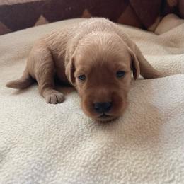 Blaze - Golden male Golden Retriever puppy in Wellington, Colorado from High Country Golden Retrievers