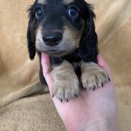 Edmund - Black and cream male Dachshund puppy in Ballinger, Texas from Missy’s Mini Dachshunds