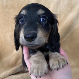 Edmund - Black and cream male Dachshund puppy in Ballinger, Texas from Missy’s Mini Dachshunds