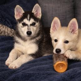 Queta - Wolf sable female Pomsky puppy in Bolton, Connecticut from Elle Pomsky