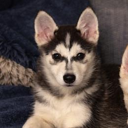 Queta - Wolf sable female Pomsky puppy in Bolton, Connecticut from Elle Pomsky