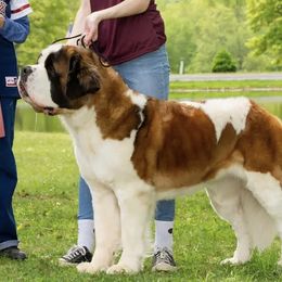 Saint Bernard Puppies from Still River Saints