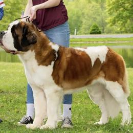 Saint Bernard Puppies from Still River Saints