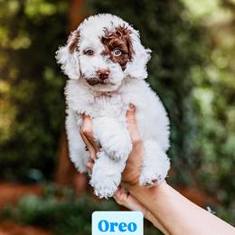 Oreo - Chocolate male Australian Labradoodle puppy in Damascus, Oregon from Emma Doodles